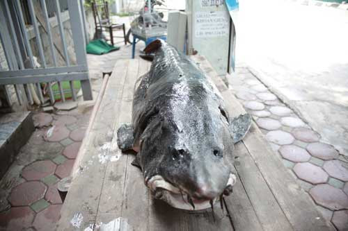 Dù sống ở môi trường nước nào thì loài cá này vẫn có tập quán ngược dòng các con sông để sinh sản khi đến mùa.