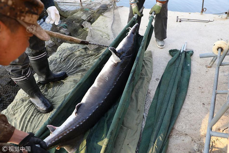 Con cá tầm cực khủng này là cá tầm cái, có thể cho trứng, rất có giá trị. Trứng cá tầm rất đắt, có thể coi là "vàng đen". Nếu con cá tầm cái này có thể cho từ 6 đến 7kg trứng cá, cùng với thịt cá, xương cá đều bán được, giá trị của nó sẽ lên tới 120000 tệ (khoảng 420 triệu đồng).