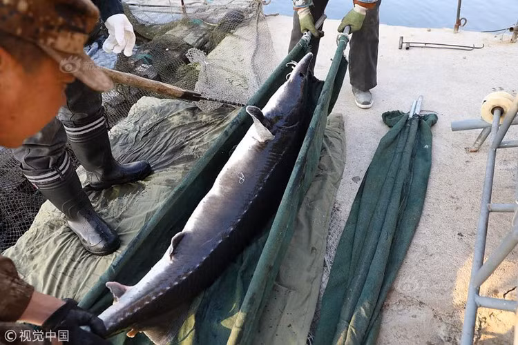 Con cá tầm cực khủng này là cá tầm cái, có thể cho trứng, rất có giá trị. Trứng cá tầm rất đắt, có thể coi là "vàng đen". Nếu con cá tầm cái này có thể cho từ 6 đến 7kg trứng cá, cùng với thịt cá, xương cá đều bán được, giá trị của nó sẽ lên tới 120000 tệ (khoảng 420 triệu đồng).