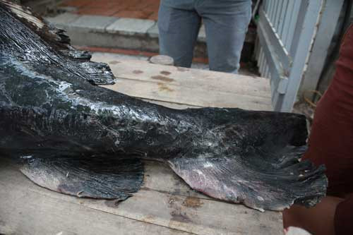 Cá tầm trong tự nhiên được xếp vào nhóm loài cực kỳ nguy cấp và gần tuyệt chủng do người dân săn lùng để lấy trứng và ăn thịt.