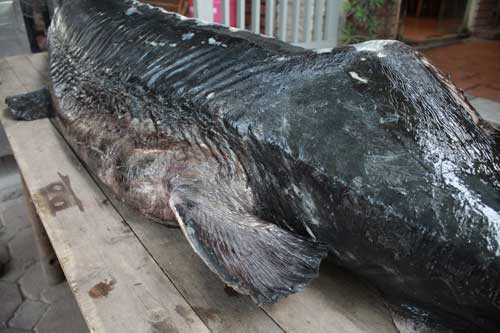 Con cá tầm này có chiều dài 2m.