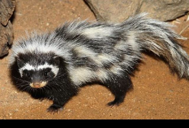 Chồn hôi sọc châu Phi . Loài động vật kỳ dị này có thể tiết ra một chất có mùi hôi “kinh dị” để ngăn chặn những kẻ săn mồi. Mùi kinh dị đó của nó có thể ngửi được cách đó nửa dặm.