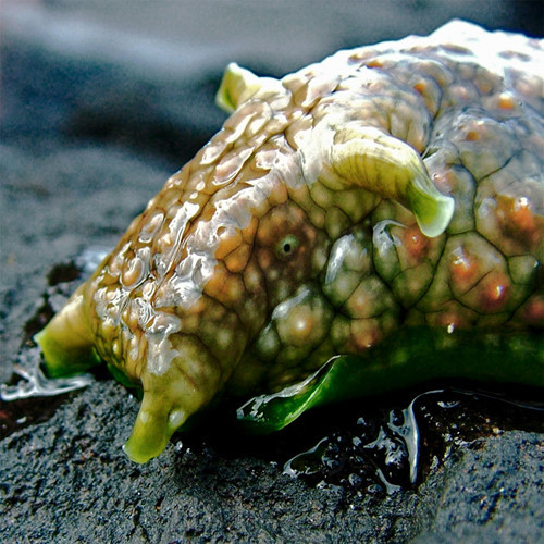 Thỏ biển. Đây là một dạng sên biển và nó rất độc. Nó tự vệ bằng cách tiết ra một chất dịch màu tím, nhầy nhụa, khá nặng mùi . Một nghiên cứu năm 2010 cho biết chính chất này khiến cho kẻ thù ăn bớt ngon miệng.