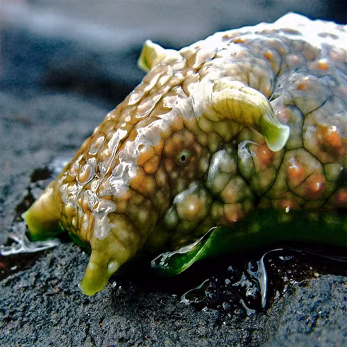 Thỏ biển. Đây là một dạng sên biển và nó rất độc. Nó tự vệ bằng cách tiết ra một chất dịch màu tím, nhầy nhụa, khá nặng mùi . Một nghiên cứu năm 2010 cho biết chính chất này khiến cho kẻ thù ăn bớt ngon miệng.