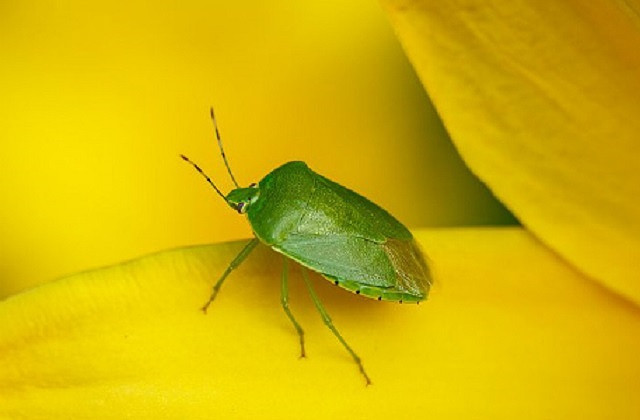 Bọ xít nâu. Loài bọ này có thể sản xuất các chất hóa học có mùi khó chịu trong các tuyến trên bụng của chúng khi bị đe dọa. Thậm chí, một số loài có thể phun hóa chất xa đến vài inch.