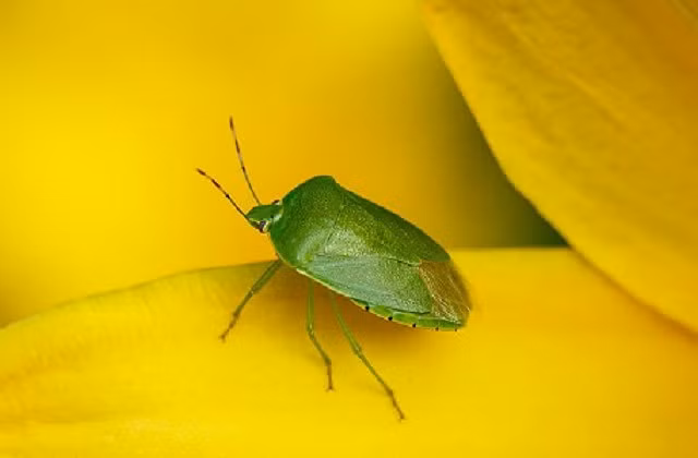 Bọ xít nâu. Loài bọ này có thể sản xuất các chất hóa học có mùi khó chịu trong các tuyến trên bụng của chúng khi bị đe dọa. Thậm chí, một số loài có thể phun hóa chất xa đến vài inch.