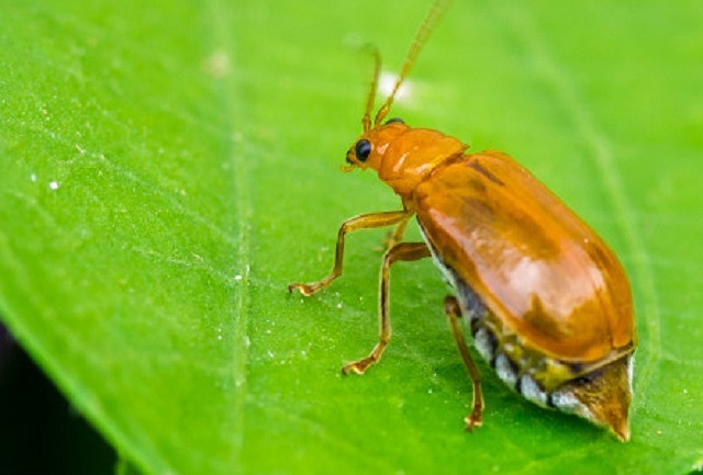Bọ cánh cứng ‘thả bom’ (Bombardier Beetle). Khi bị quấy rầy, chúng phun ra một loại hóa chất độc hại và nóng từ phần đầu bụng. Chúng lưu trữ hai hóa chất riêng biệt trong cơ thể của nó, hydroquinone và hydro peroxide. Bất cứ khi nào nó cảm thấy bị đe dọa, các hóa chất trộn lẫn với một số enzyme đặc biệt, nhiệt từ phản ứng sẽ đưa chất lỏng có mùi hôi đến gần 100 ° C và tạo ra khí dẫn đến việc phóng ra. Chúng có thể phun tới 4 lần chiều dài cơ thể và thiệt hại gây ra có thể gây tử vong cho những loài côn trùng, sinh vật nhỏ và gây đau đớn cho da người.
