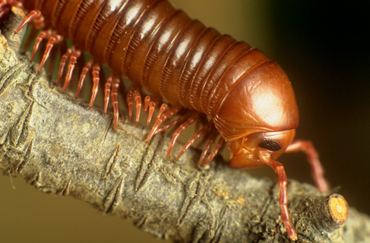 Millipede. Thoạt nhìn, chúng ta nhầm tưởng đây là sâu, nhưng thực ra loài này không phải là côn trùng, chúng thuộc bộ động vật chân đốt, có họ hàng thân thiết với cua và nhện. Trông bộ dạng khá dữ dằn, nhưng loài này lại chỉ ăn lá và không bao giờ cắn người. Loài này có rất nhiều kẻ thù như thằn lằn, chim, côn trùng. Một trong những phương pháp tự vệ của loài này là cuộn tròn người lại. Bên cạnh đó, nó có thể phóng ra một tia chất độc, có thể gây kích ứng da, mắt và để lại mùi kinh khủng trên cơ thể kẻ thù.