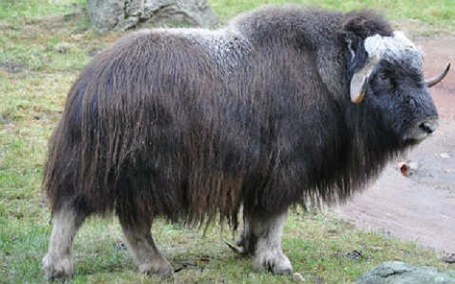 Bò xạ hương. Loài này có mùi giống như xạ hương, được tiết ra từ nước tiểu của con đực. Những con đực sẽ dùng nước tiểu để đánh dấu lãnh thổ của chúng trong mùa giao phối, sau khi đánh dấu lãnh thổ, có rất nhiều nước tiểu bị dính vào bộ lông dày của những con đực làm chúng có mùi rất kinh dị.