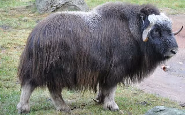 Bò xạ hương. Loài này có mùi giống như xạ hương, được tiết ra từ nước tiểu của con đực. Những con đực sẽ dùng nước tiểu để đánh dấu lãnh thổ của chúng trong mùa giao phối, sau khi đánh dấu lãnh thổ, có rất nhiều nước tiểu bị dính vào bộ lông dày của những con đực làm chúng có mùi rất kinh dị.