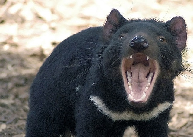 Quỷ Tasmania. Những sinh vật này có thể tỏa ra mùi rất mạnh khi bị căng thẳng, khi bình tĩnh và thư giãn, chúng không có mùi gì cả.