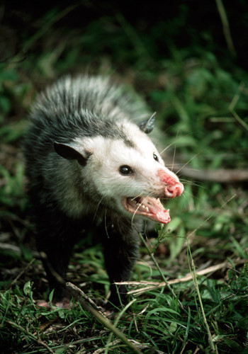 Thú có túi ô pốt. Loài này đánh lừa các loài thú ăn thịt khác bằng cách giả chết: nằm đó và thè lưỡi ra hàng nhiều giờ. Kèm theo đó, theo Cơ quan bảo vệ các nguồn lợi tự nhiên Wisconsin, Mỹ, nó phát ra một thứ mùi vô cùng hôi thối và tiết ra “một chất nhầy màu xanh, có mùi”.