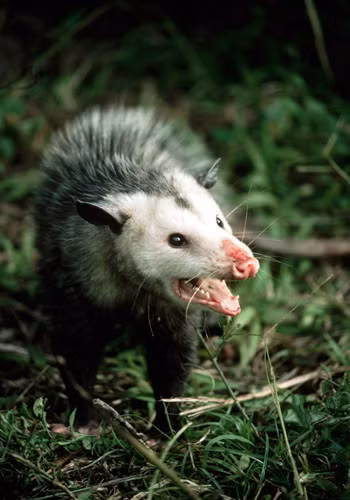 Thú có túi ô pốt. Loài này đánh lừa các loài thú ăn thịt khác bằng cách giả chết: nằm đó và thè lưỡi ra hàng nhiều giờ. Kèm theo đó, theo Cơ quan bảo vệ các nguồn lợi tự nhiên Wisconsin, Mỹ, nó phát ra một thứ mùi vô cùng hôi thối và tiết ra “một chất nhầy màu xanh, có mùi”.