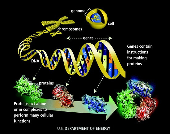 Hệ gen nhân (tế bào) kích thước khoảng 3,2 tỷ đơn vị chiều dài, được gọi là nucleotide hoặc cặp bazơ (bp) và hệ gen ty thể chứa gần 16.500 cặp bazơ (ở người).