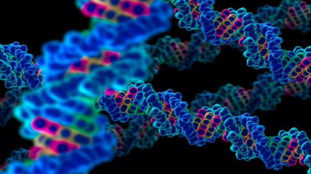 Theo nghiên cứu, bộ gene người Việt có sự đa dạng cao so với hệ gene các quần thể người khác. Đáng chú ý, nghiên cứu này phát hiện ra hơn 700 nghìn biến đổi di truyền trên người Kinh chưa được ghi nhận ở bất cứ quần thể người nào khác trên thế giới.