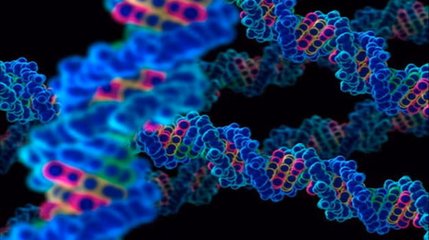 Theo nghiên cứu, bộ gene người Việt có sự đa dạng cao so với hệ gene các quần thể người khác. Đáng chú ý, nghiên cứu này phát hiện ra hơn 700 nghìn biến đổi di truyền trên người Kinh chưa được ghi nhận ở bất cứ quần thể người nào khác trên thế giới.