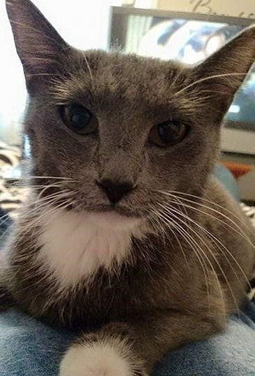 Chu soc, bat khoc vi meo cung di tim minh suot 3 nam