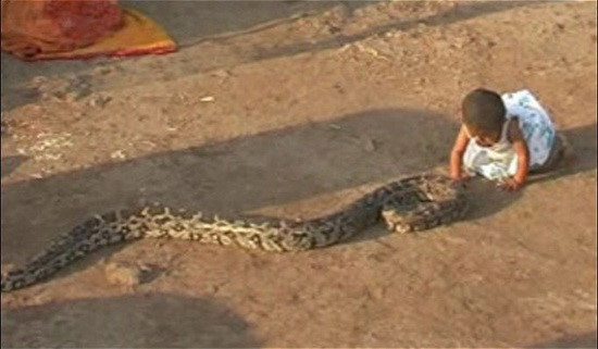 Cô gái nhỏ Sidhi Siddharth Sinue, người Ấn Độ có thể chơi đùa với trăn và rắn độc từ 6 tháng tuổi mà không biết sợ. Cô bé coi những con vật như là đồ chơi của mình và còn tóm đuôi con rắn rồi đưa lên miệng.