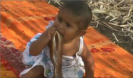 Gia đình của Sidhi không có tiền mua cho em đồ chơi nên em thường xuyên chơi với những con vật nguy hiểm này.