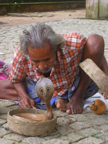 Ở Ấn Độ, con người và những con rắn hổ mang bành cực độc gần như không có khoảng cách, người và rắn rất thân thiết.