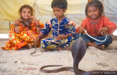 Trẻ em Ấn Độ cũng được coi là những “dị nhân” khi có thể thoải mái chơi đùa cùng rắn hổ mang. Từ khi sinh ra, trẻ em thường xuyên được rắn bao quanh.