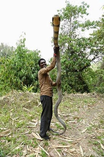 Vava Suresh dành tình yêu và sự tôn thờ đặc biệt cho loài rắn hổ mang chúa. Anh có thể lang thang trong rừng cả tháng, nằm ngủ với hàng chục con rắn hổ chúa khổng lồ, hoặc chơi đùa với chúng cả ngày.