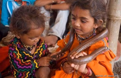 Tuy những con rắn dữ tợn đã bị bỏ nọc độc và răng nanh, nên không gây nguy hiểm cho mọi người, nhưng trẻ nhỏ ở đây chơi với rắn mà không hề sợ.