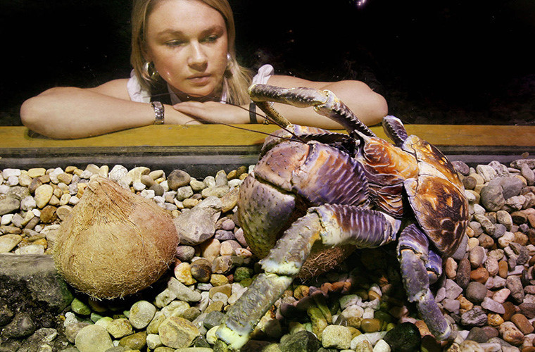 Cua dừa là động vật chân khớp trên cạn lớn nhất thế giới với bộ xương ngoài lớn lên đến 40cm dài. Chúng nặng tới 4kg và có thể sống đến 30 năm. Người ta gọi nó là cua dừa vì nó biết leo lên cây dừa lấy trái ăn.