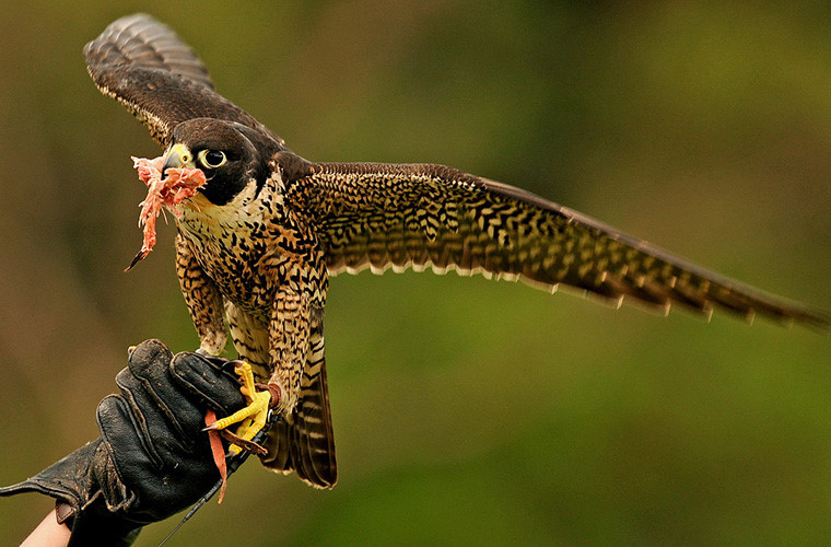 Chim ưng Peregrine, tên khoa học là Falco peregrinus là động vật nhanh nhất trái đất. Loài chim này có thể đạt tới tốc độ 322 km/h. Loài chim này thường bay với tốc độ 42,4 km/h, chỉ khi nào săn mồi chúng mới tăng tốc độ.