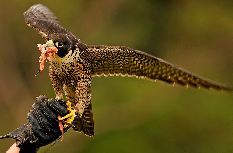 Chim ưng Peregrine, tên khoa học là Falco peregrinus là động vật nhanh nhất trái đất. Loài chim này có thể đạt tới tốc độ 322 km/h. Loài chim này thường bay với tốc độ 42,4 km/h, chỉ khi nào săn mồi chúng mới tăng tốc độ.