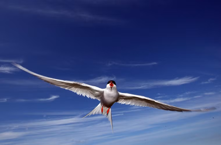 Nhạn biển Bắc Cực là loài có khả năng bay xa kỷ lục. Những kẻ di trú đường trường này có thể di chuyển quãng đường dài 64.000km/năm từ New Zealand tới Bắc bán cầu để kiếm thức ăn.