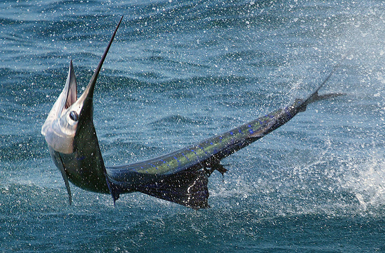 Cá cờ (sailfish) được xem là động vật nhanh nhất dưới nước, tốc độ của loài này có thể lên tới 72km/h. Chính dáng thuôn dài và bộ vây chắc khỏ đã giúp cá cờ đạt ngôi quán quân dưới nước. Nhờ có tốc độ nhanh như vậy nên cá cờ có thể dễ dàng đuổi theo con mòi và nhanh chóng ẩn nấp khi thấy kẻ thù lớn hơn.