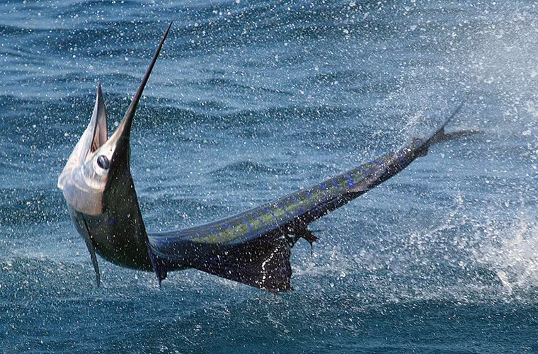 Cá cờ (sailfish) được xem là động vật nhanh nhất dưới nước, tốc độ của loài này có thể lên tới 72km/h. Chính dáng thuôn dài và bộ vây chắc khỏ đã giúp cá cờ đạt ngôi quán quân dưới nước. Nhờ có tốc độ nhanh như vậy nên cá cờ có thể dễ dàng đuổi theo con mòi và nhanh chóng ẩn nấp khi thấy kẻ thù lớn hơn.