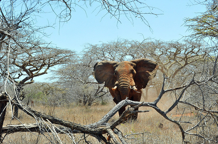 Voi châu Phi là là loài nặng nhất và là một trong những động vật trên cạn cao nhất thế giới. Voi châu Phi đực lớn có thể nặng hơn 13.000 kg.