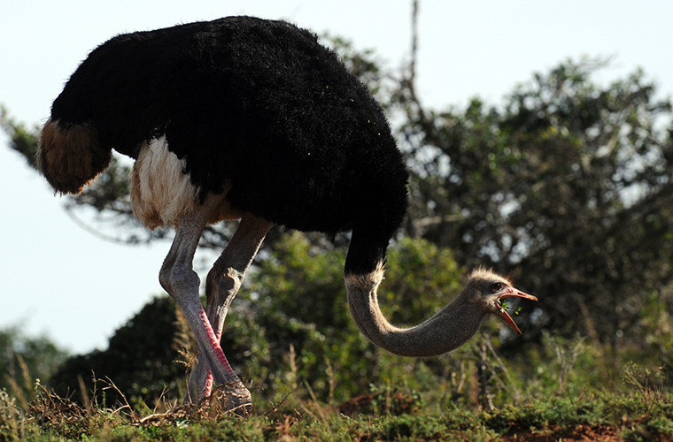 Đà điểu Châu Phi có cổ, chân dài và có thể chạy với tốc độ lên đến 65 km/giờ. Nó được xem là loài chim còn sống lớn nhất và được chăn nuôi trên khắp thế giới.