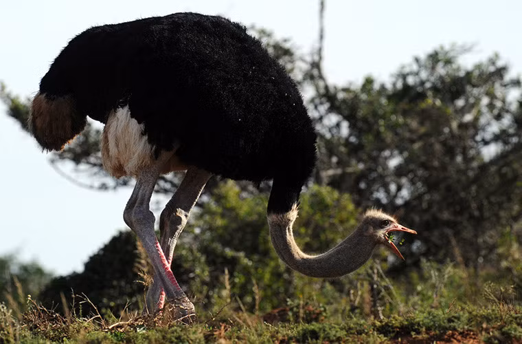 Đà điểu Châu Phi có cổ, chân dài và có thể chạy với tốc độ lên đến 65 km/giờ. Nó được xem là loài chim còn sống lớn nhất và được chăn nuôi trên khắp thế giới.