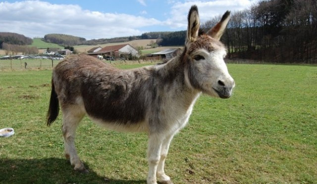 Năm 2013 tại Hungary, ông Sandor Horvath (65 tuổi) đi trên một xe kéo với hai con lừa nhưng bị chúng đột ngột tấn công, kéo ra khỏi xe, cắn và đạp liên tục. Đến khi dân làng phát hiện ra thì ông Horvath đã qua đời.