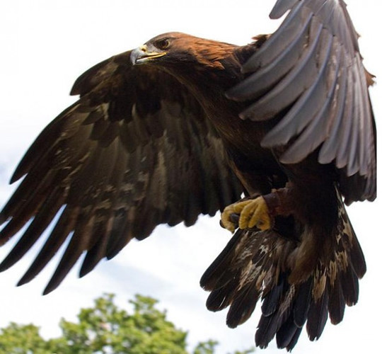 Năm 1922, tại Chile, một người lính bắn vào một con đại bàng nhưng chỉ làm cho nó bị thương. Khi đến nhặt con mồi lên, nó bất ngờ phản công dữ dội, tìm cách đoạt lại khẩu súng bằng móng vuốt và bắn liên tục vào người lính khiến anh bị trúng đạn và qua đời.
