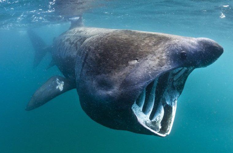 Cá mập basking. Đây là một trong những loài động vật trông đáng sợ nhất thế giới. Nó cũng là loài cá lớn thứ 2 thế giới, sau cá voi. Loài này có khe mang vòng quanh đầu và một chiếc miệng trong như “hang sâu”, lúc nào cũng mở ra để ăn sinh vật phù du.