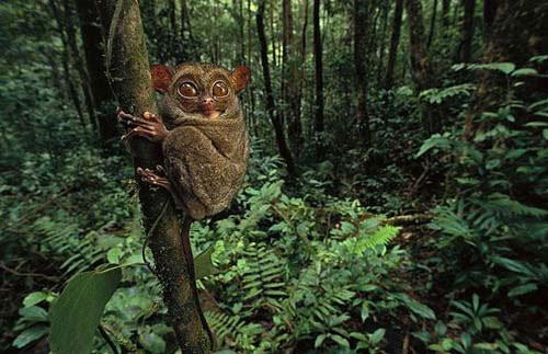 Khỉ lùn tarsier. Loài này cao không quá 10cm nhưng lại có đôi mắt rất to, to hơn cả não của chúng. Bàn chân chúng rất to và hai chân sau rất khỏe giúp chúng có thẻ nhảy từ cây này sang cây khác để tìm kiếm côn trùng hoặc những loài không xương sống nhỏ. Loài khỉ này thường sinh sống ở khu vực Borneo (đảo Sumatra).