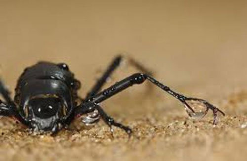 Bọ cánh cứng ở sa mạc Namib Mưa là một điều quá xa xỉ ở sa mạc Namib, vì thế loại bọ ở đây đã có một cách đặc biệt để lấy được nguồn nước nuôi cơ thể. Khi hơi nước từ vùng ven biển thổi tới, chúng sẽ đứng trên cát, chụp những giọt nước trên chân sau của chúng.