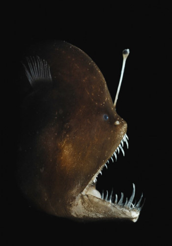 Cá Anglerfish. Mọi thứ về con cá này đều quái dị. Con cái của loài này dùng bẫy giả có chức nhiều vi khuẩn phát quang để thu hút con mồi. Nó có một hàm răng nhọn hoắt, nhìn rất gớm ghiếc. Nó đã từng giữ danh hiệu cá xấu xí nhất thế giới.