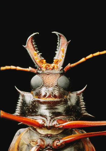 Bọ cánh cứng sừng dài. Đôi sừng dài khiến loài bọ cánh cứng này khó mà được yêu thích. Ngược lại với khuôn mặt đáng ghét, cơ thể của nó khá đẹp, trông như một tác phẩm nghệ thuật. Loài này cũng đang bị đe dọa nghiêm trọng.