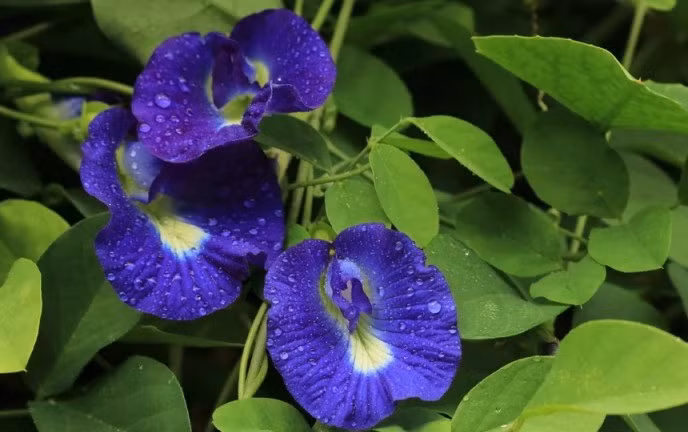 Cong dung bat ngo cua hoa dau biec