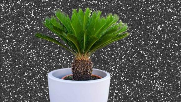 Cây vạn tuế là loài cây quanh năm xanh và ít khi héo, ngay cả khi héo thì dáng lá vẫn nguyên vẹn chỉ đổi màu. Cây vạn tuế sống trường thọ nhiều năm từ đời này qua đời khác, thậm chí có cây vạn tuế vài trăm năm tuổi. Thế nên vạn tuế biểu trưng cho sự trường thọ, hưng thịnh dài lâu.