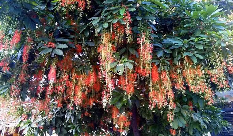 Quý nhất trong luật ngũ hành là cân bằng, bởi sinh tương sinh mãi sẽ lụi, khắc tương khắc mãi sẽ tàn. Thế nên phải có sinh và có khắc để hài hòa, không bị quá đi một điều gì. Bởi thế trong phong thủy nếu trồng được 3 cây này tạo thế tam đa trong nhà là tốt nhất về phong thủy.