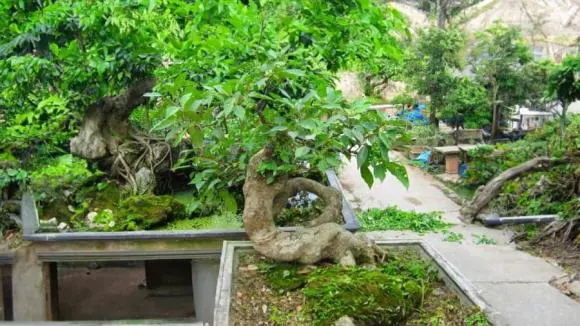 Cây sung vốn dĩ là cây dân dã hay mọc ở rìa ao. Sau đó sung được mang về trồng bonsai trong chậu cảnh. Cây sung thường được xếp vào bộ tứ quý gồm sanh, sung, tùng, lộc hoặc bộ tam đa là phúc (sung), lộc (lộc vừng), thọ (vạn tuế). 