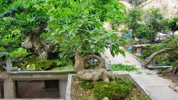 Cây sung vốn dĩ là cây dân dã hay mọc ở rìa ao. Sau đó sung được mang về trồng bonsai trong chậu cảnh. Cây sung thường được xếp vào bộ tứ quý gồm sanh, sung, tùng, lộc hoặc bộ tam đa là phúc (sung), lộc (lộc vừng), thọ (vạn tuế). 