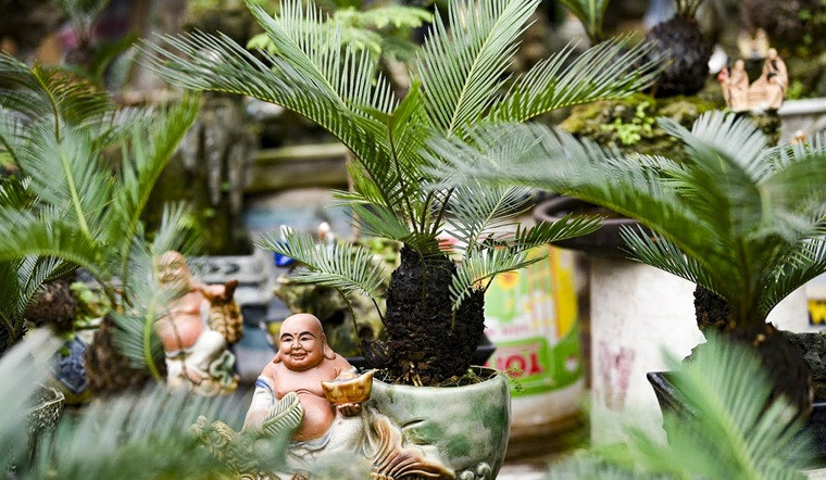 Lưu ý khi trồng cây cảnh theo bộ tam đa: Trồng 3 cây thế tam đa sung, lộc vừng, vạn tuế thì cần chú ý: 3 cây này đều là những cây sống lâu năm và cần ánh sáng do đó cần đặt chúng ở vị trí trước nhà nơi có nhiều ánh sáng.