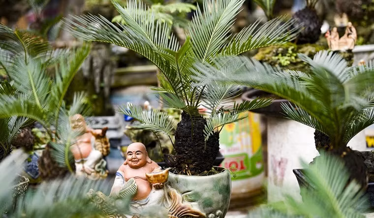 Lưu ý khi trồng cây cảnh theo bộ tam đa: Trồng 3 cây thế tam đa sung, lộc vừng, vạn tuế thì cần chú ý: 3 cây này đều là những cây sống lâu năm và cần ánh sáng do đó cần đặt chúng ở vị trí trước nhà nơi có nhiều ánh sáng.